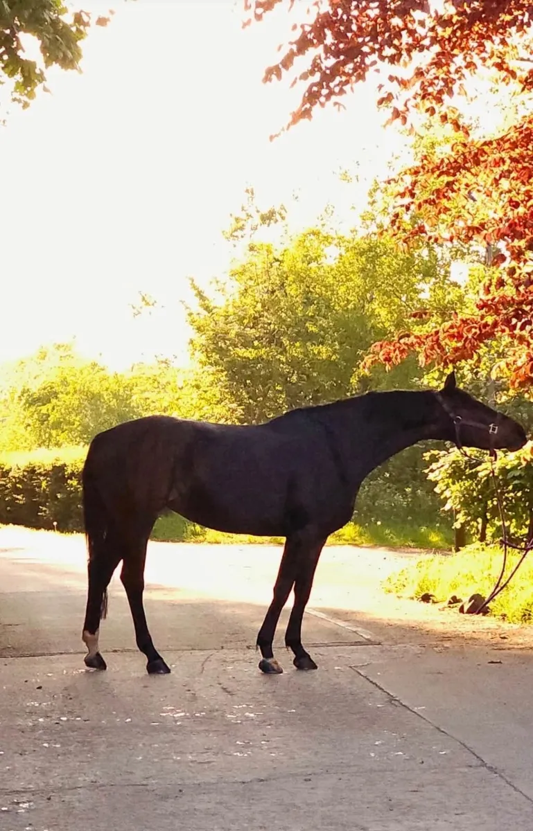 Super school master / competition horse - Image 1