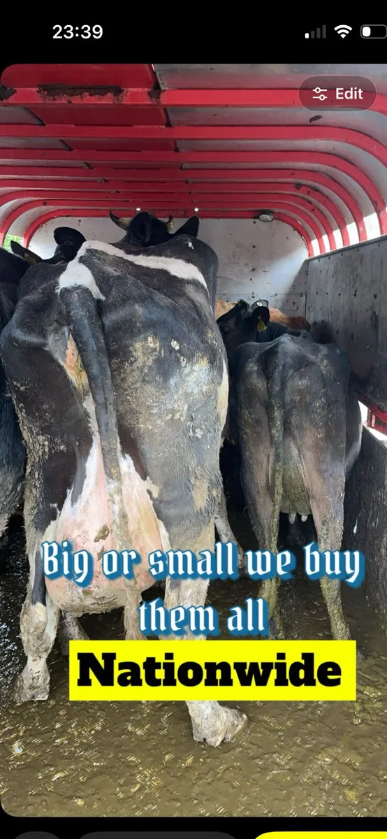 Wanted all cull cattle