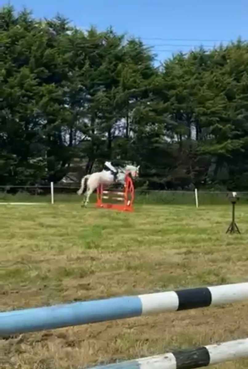 Irish Draught Connemara all rounder for sale - Image 4