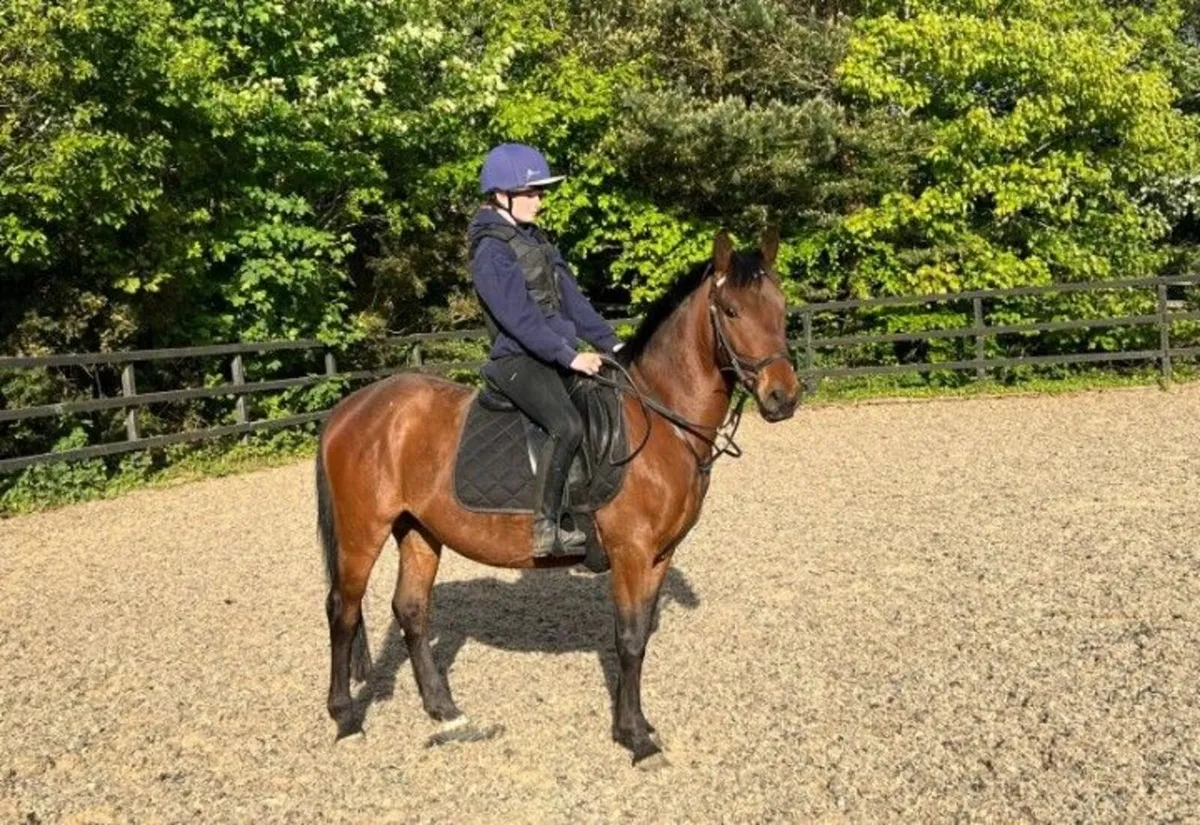 14hh pony 5 year old bay gelding.