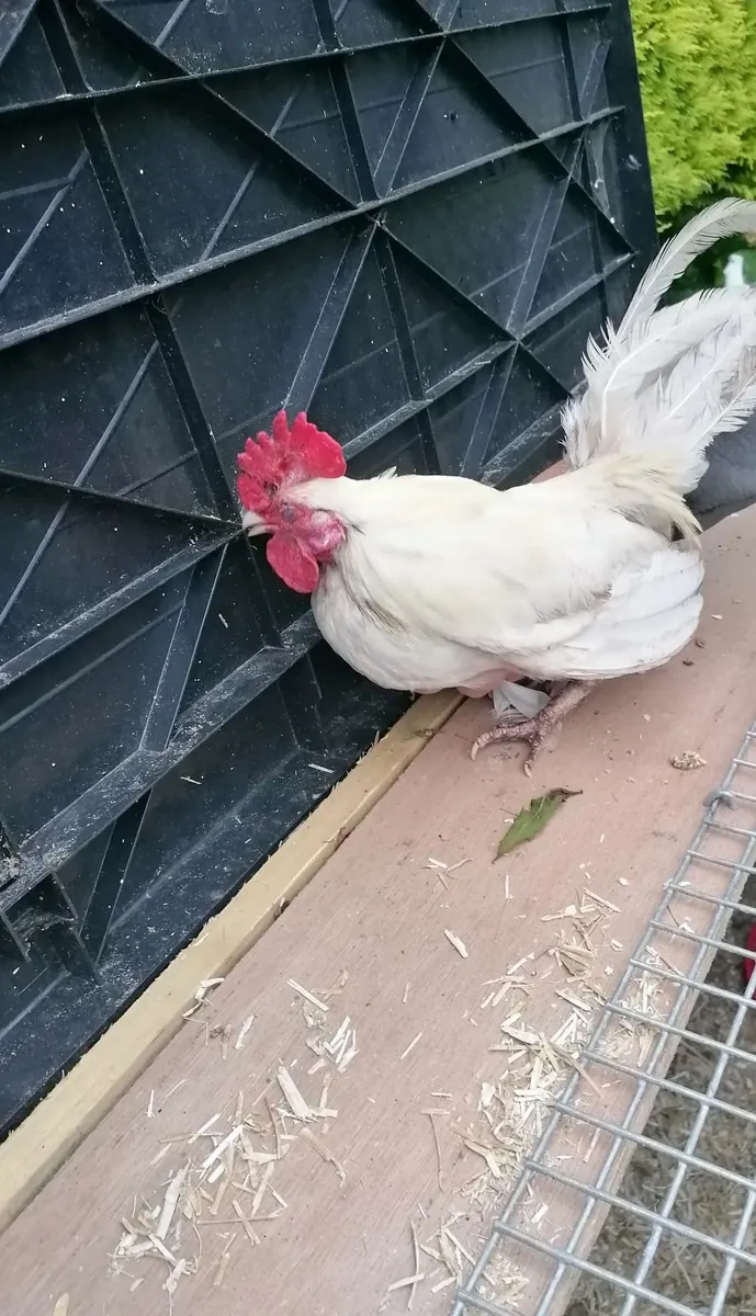 Bantam family - Image 3