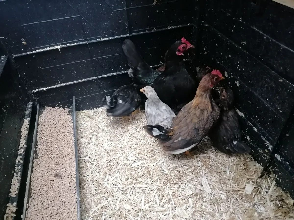 Bantam family - Image 2