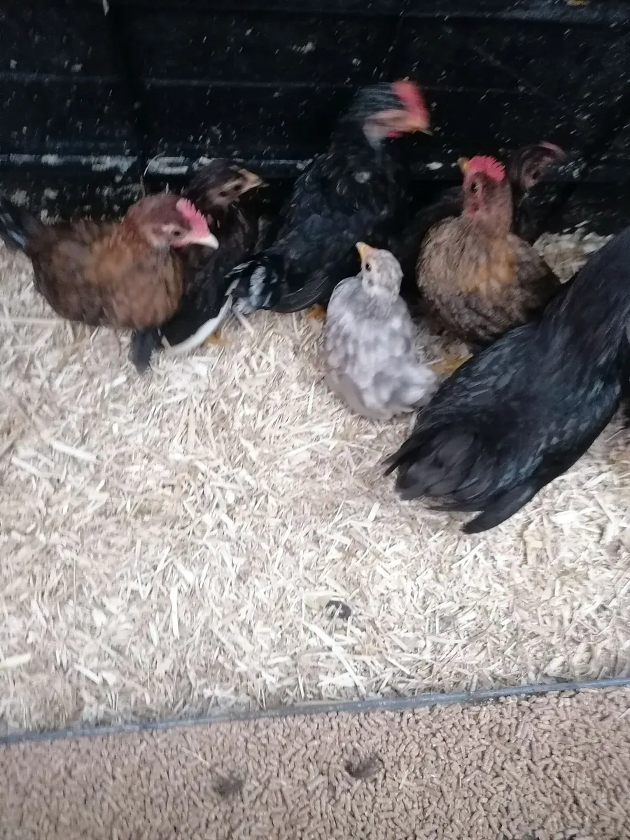 Bantam family - Image 1