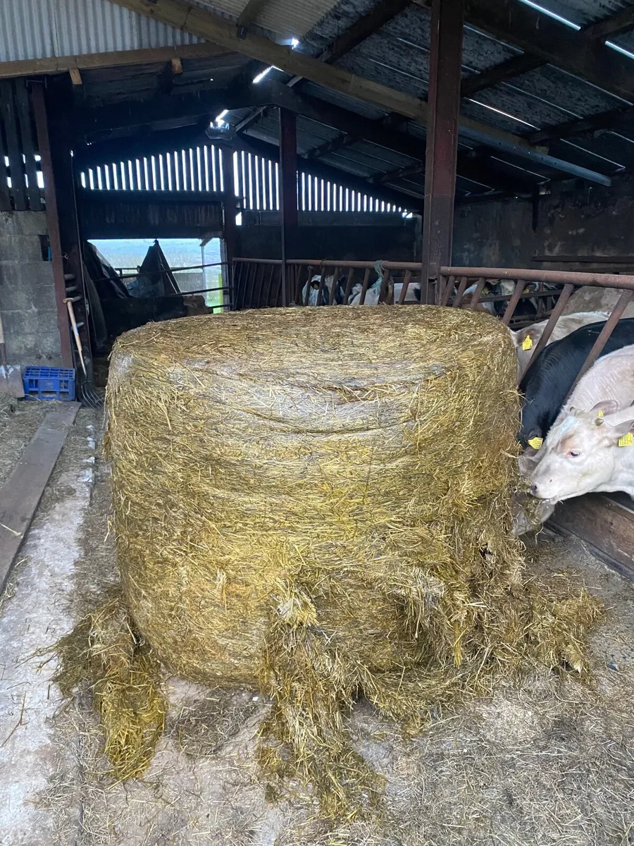 Silage - Image 2