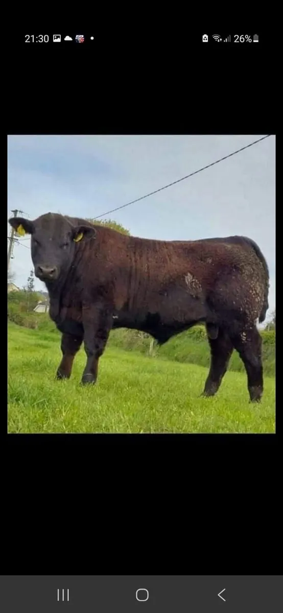 Angus  Bull - Image 1