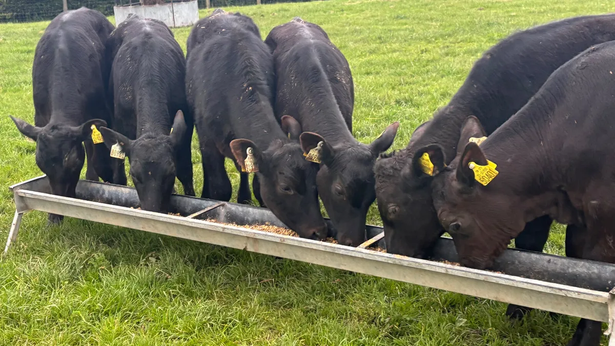 6 Aberdeen Angus Bull Runners - Image 1