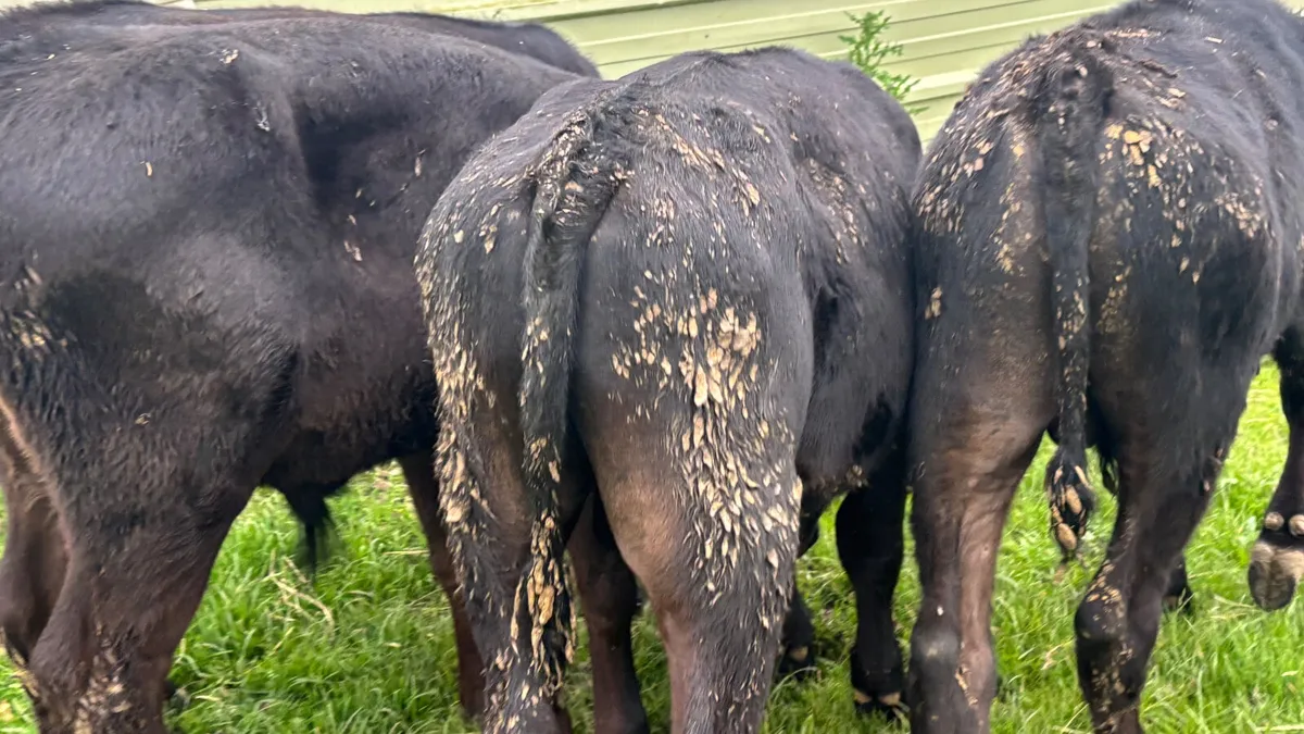 6 Aberdeen Angus Bull Runners - Image 2