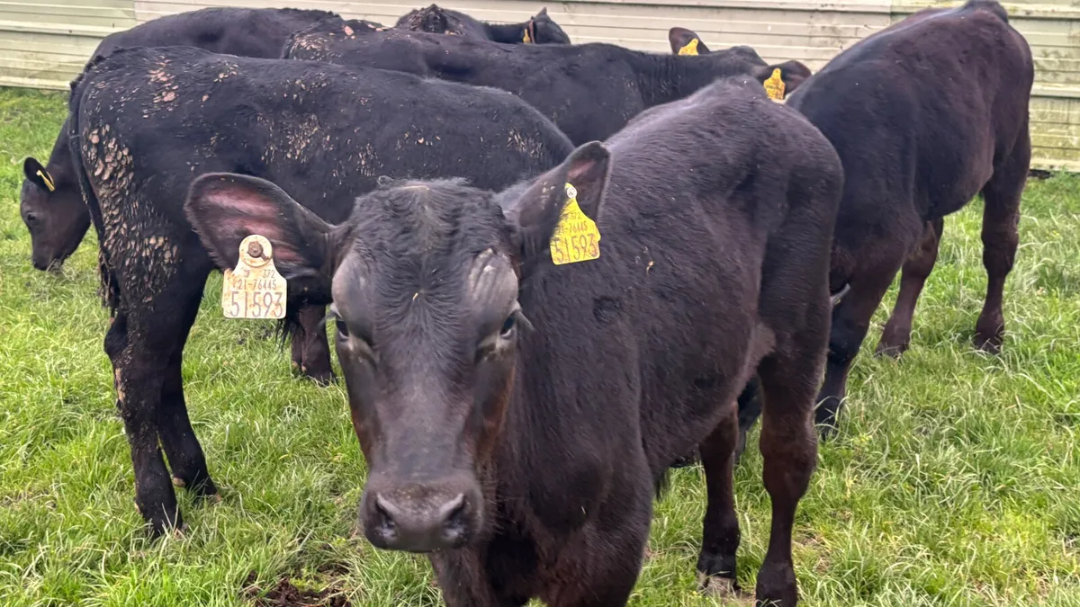 6 Aberdeen Angus Bull Runners - Image 3