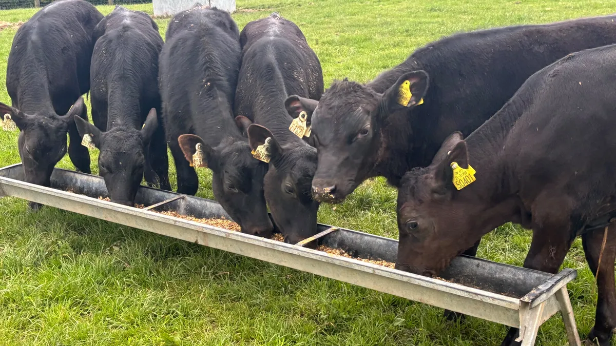 6 Aberdeen Angus Bull Runners - Image 4