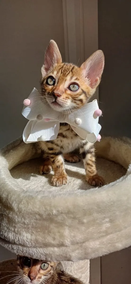 Amazing Purebred Bengal kittens - Image 1