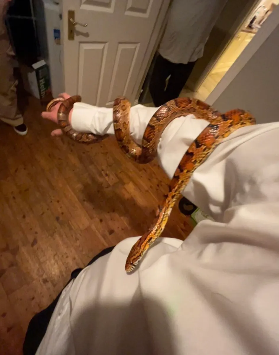 Corn snake - Image 2