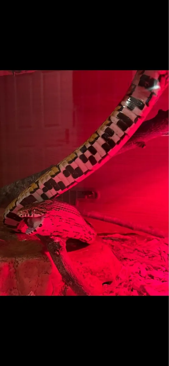 Corn snake - Image 3
