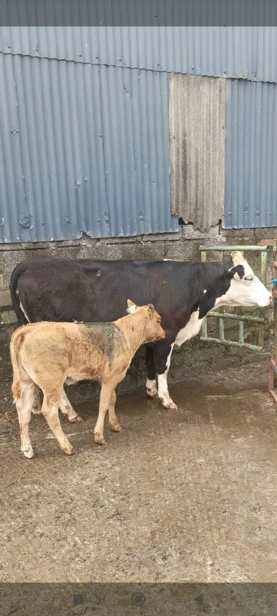Suckler heifers  with calves - Image 1
