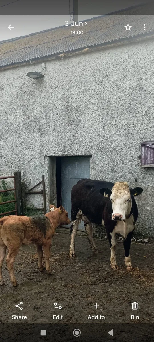 Suckler heifers  with calves - Image 2