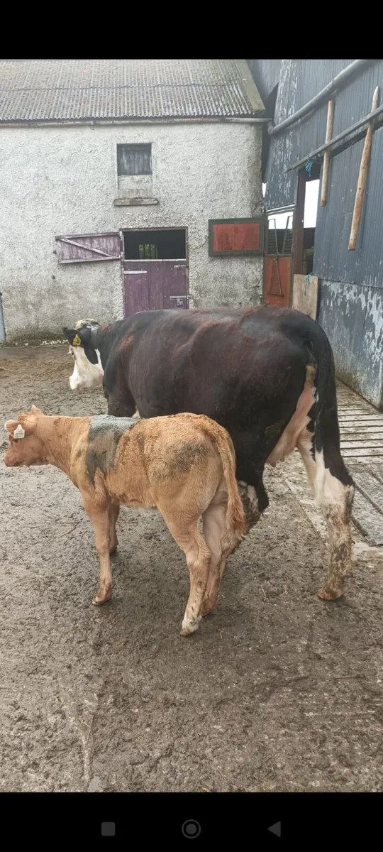 Suckler heifers  with calves - Image 3