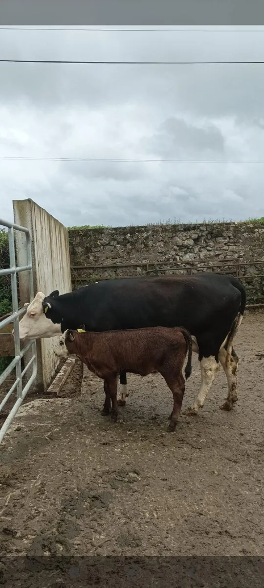 Suckler heifers  with calves - Image 4