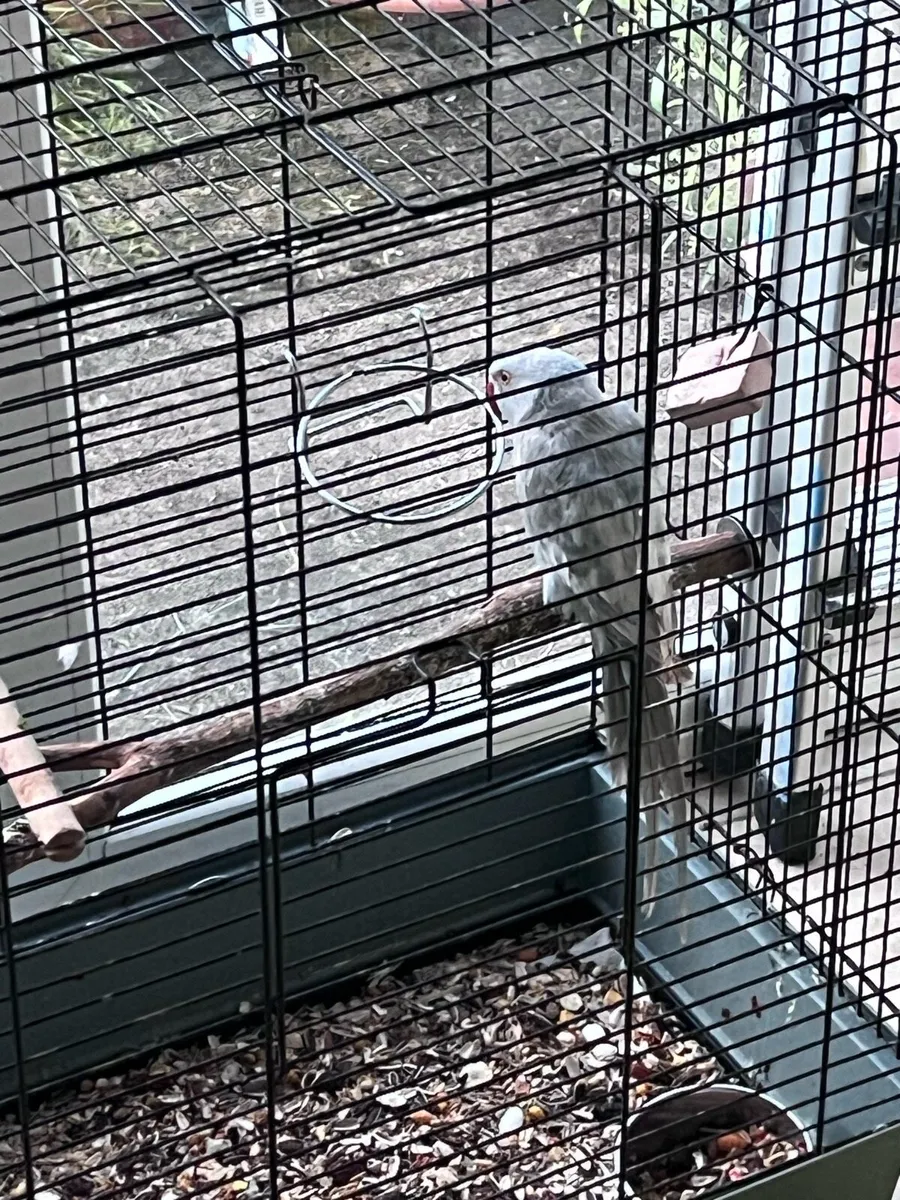 Ring neck parrot - Image 2