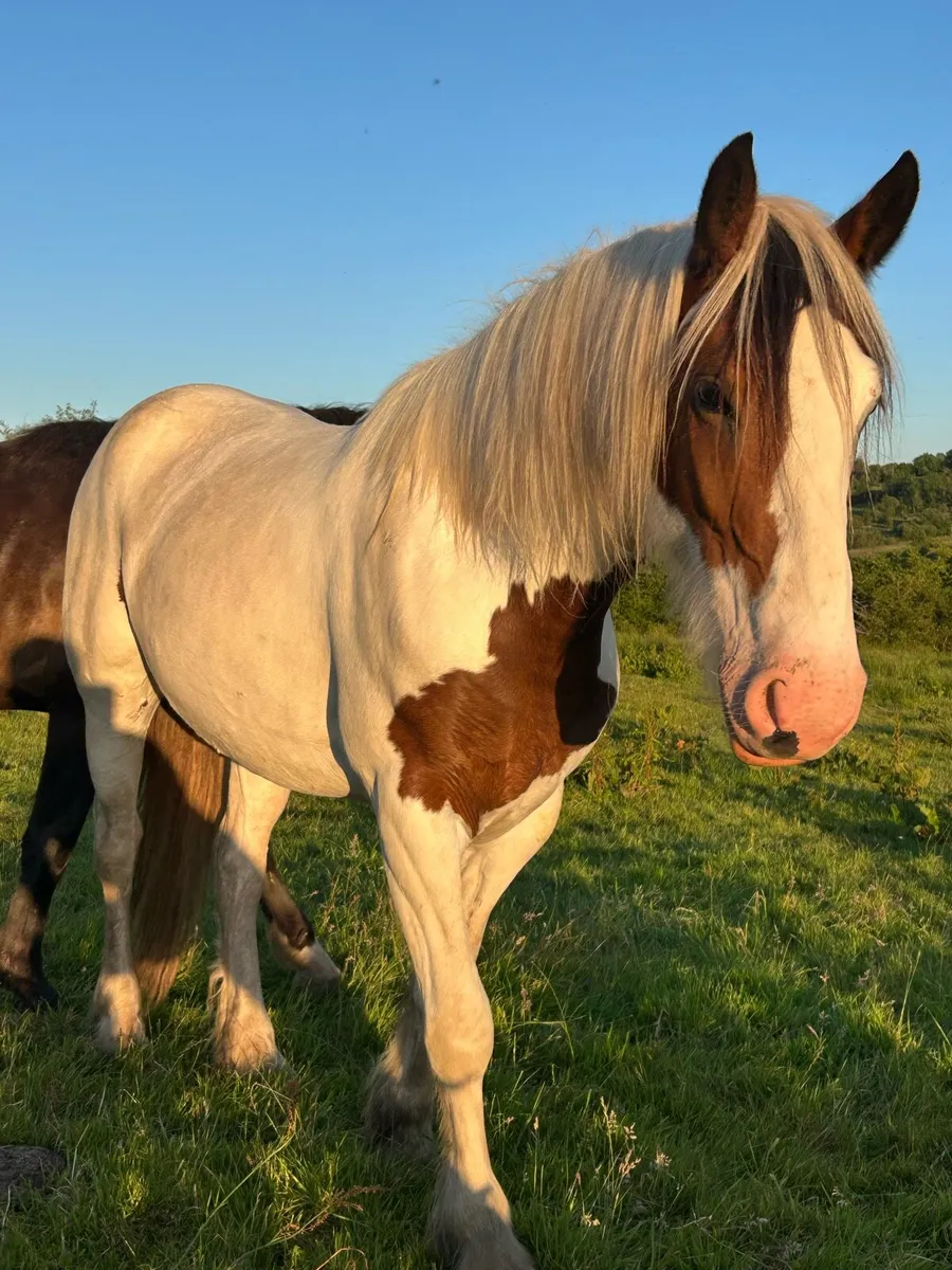 4 year old 15.3hh filly - Image 1