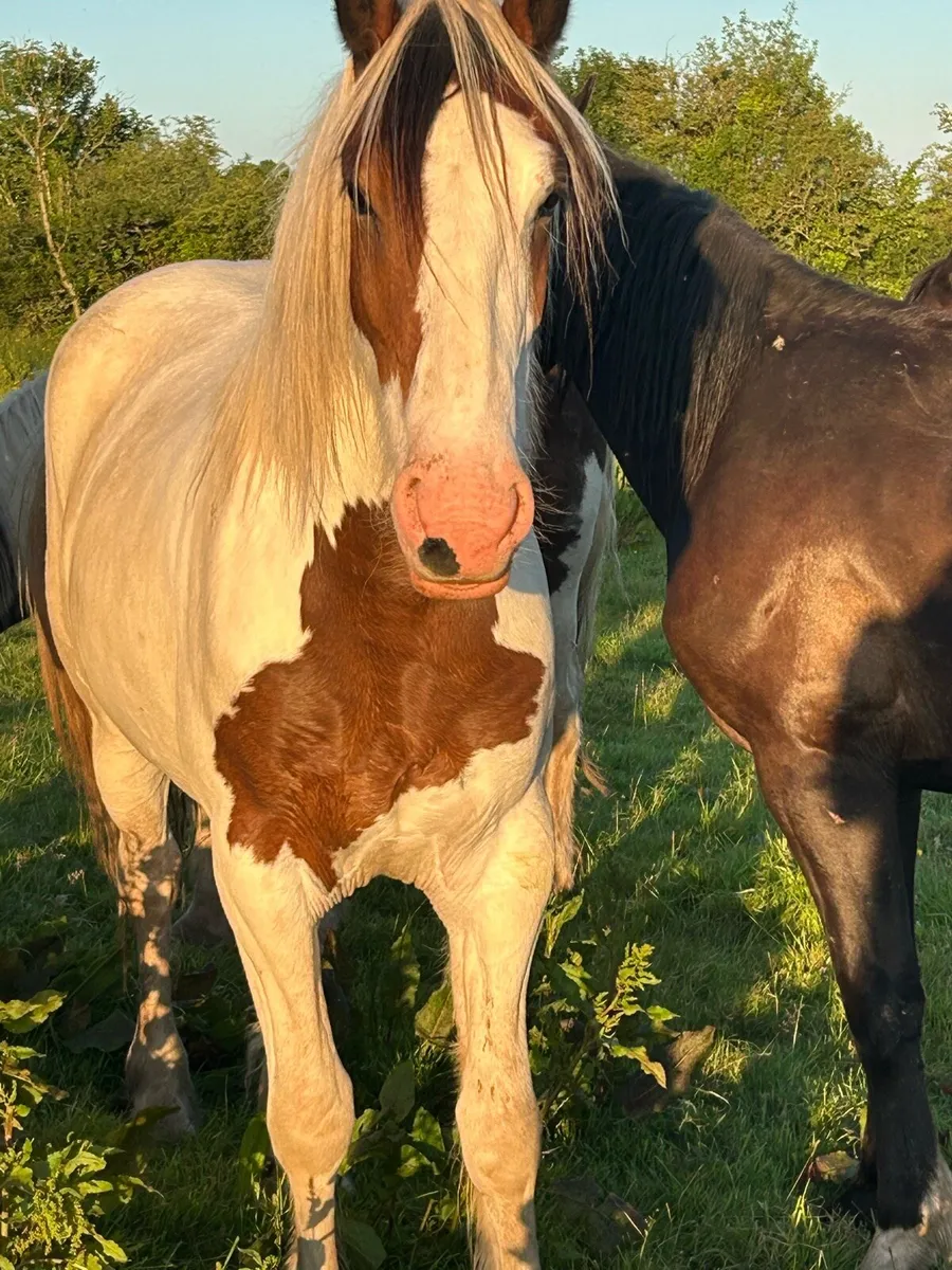 4 year old 15.3hh filly - Image 2