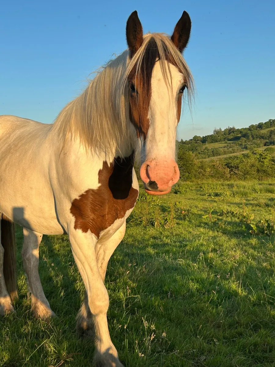 4 year old 15.3hh filly - Image 4