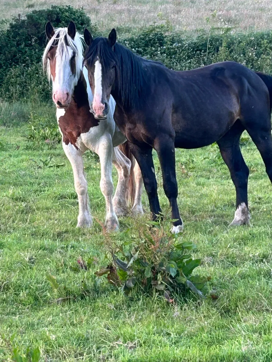 4 year old 15.3hh filly - Image 3