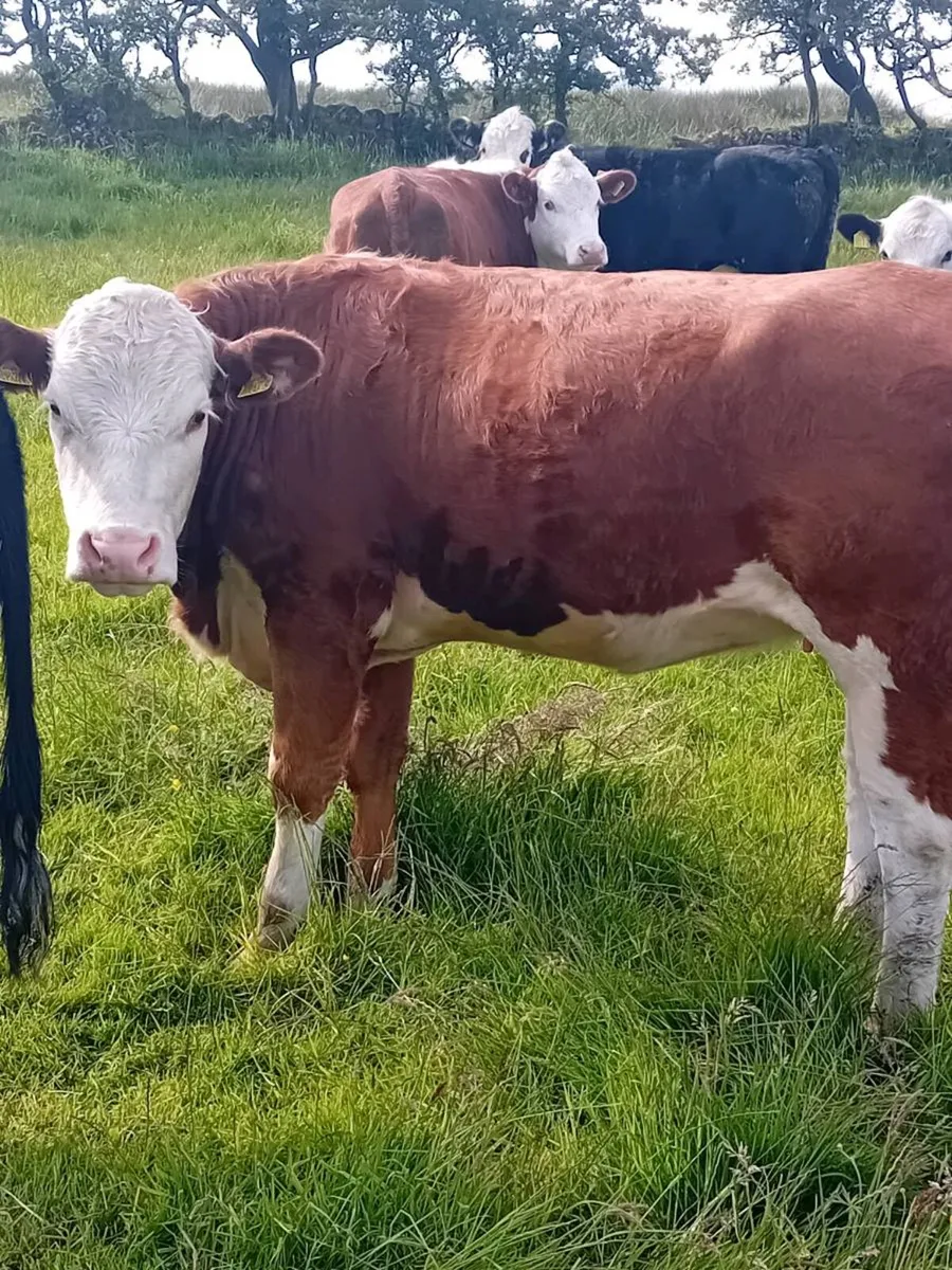 Maiden heifers - Image 4