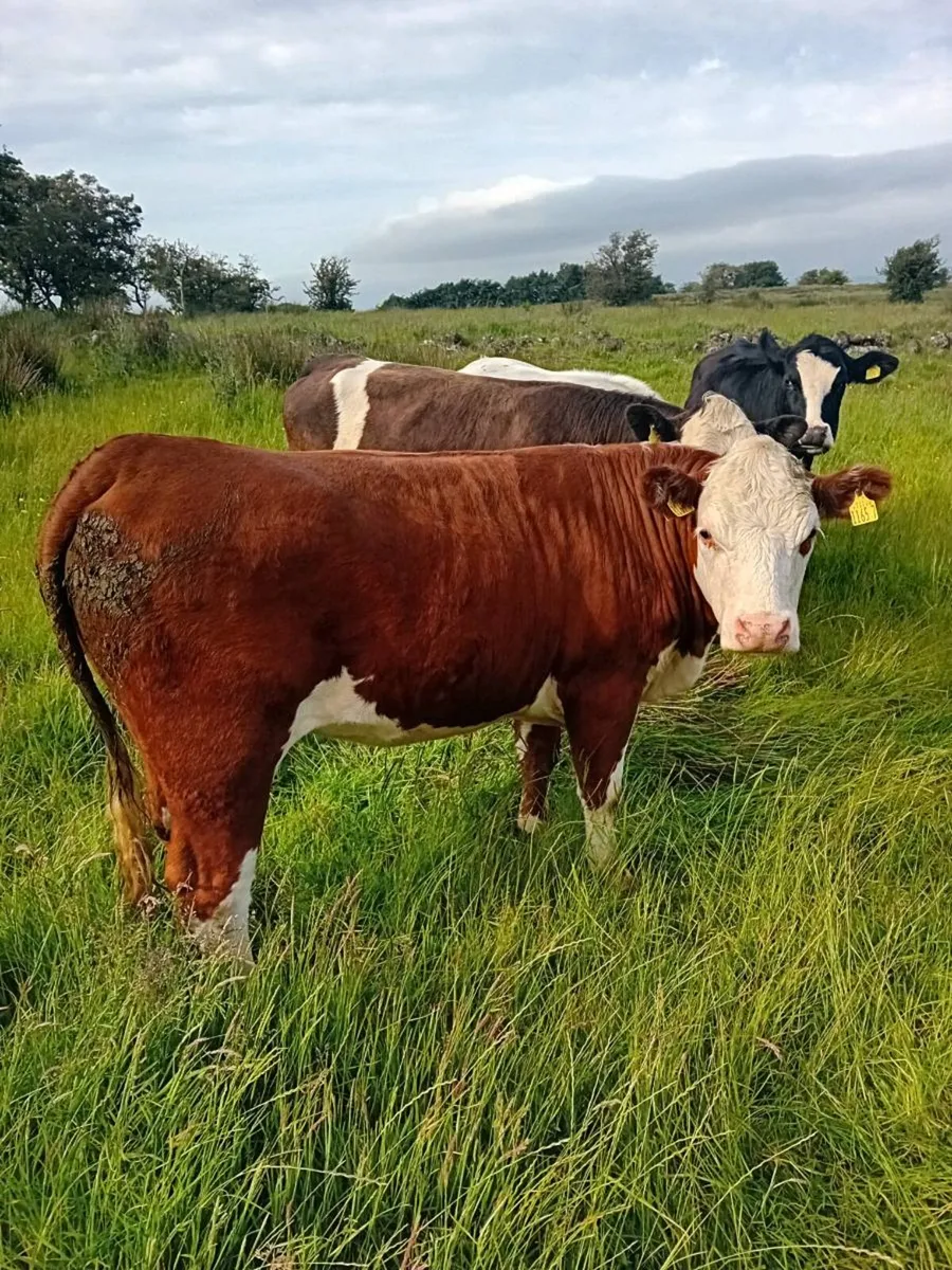 Maiden heifers - Image 1