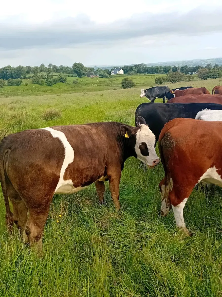 Maiden heifers - Image 2