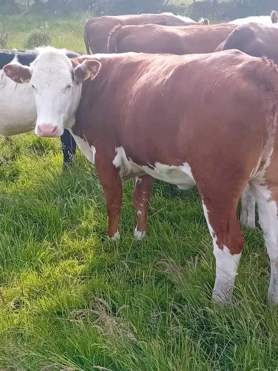 Maiden heifers - Image 3