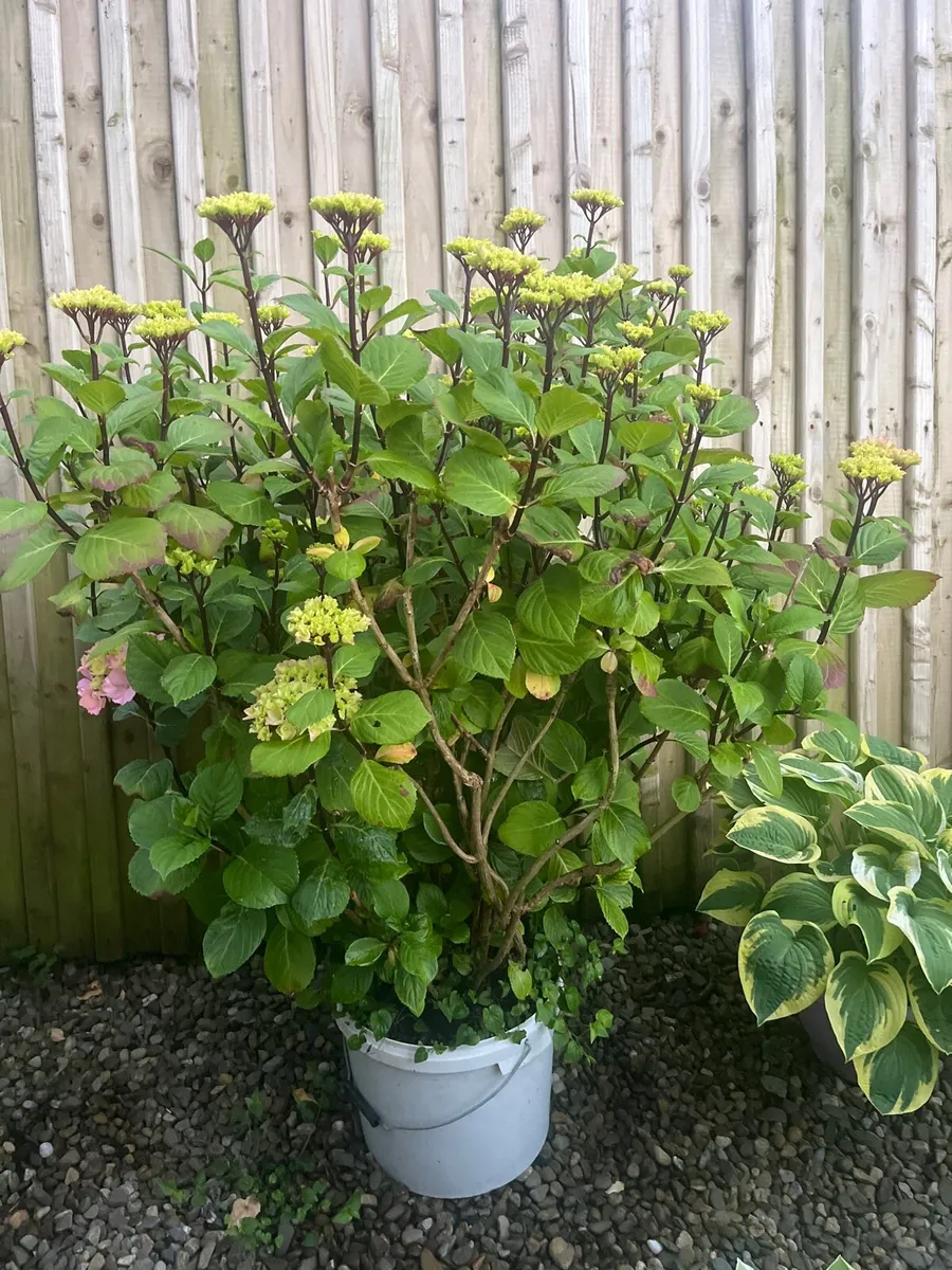 Big pink colour Hydrangea plant - Image 3
