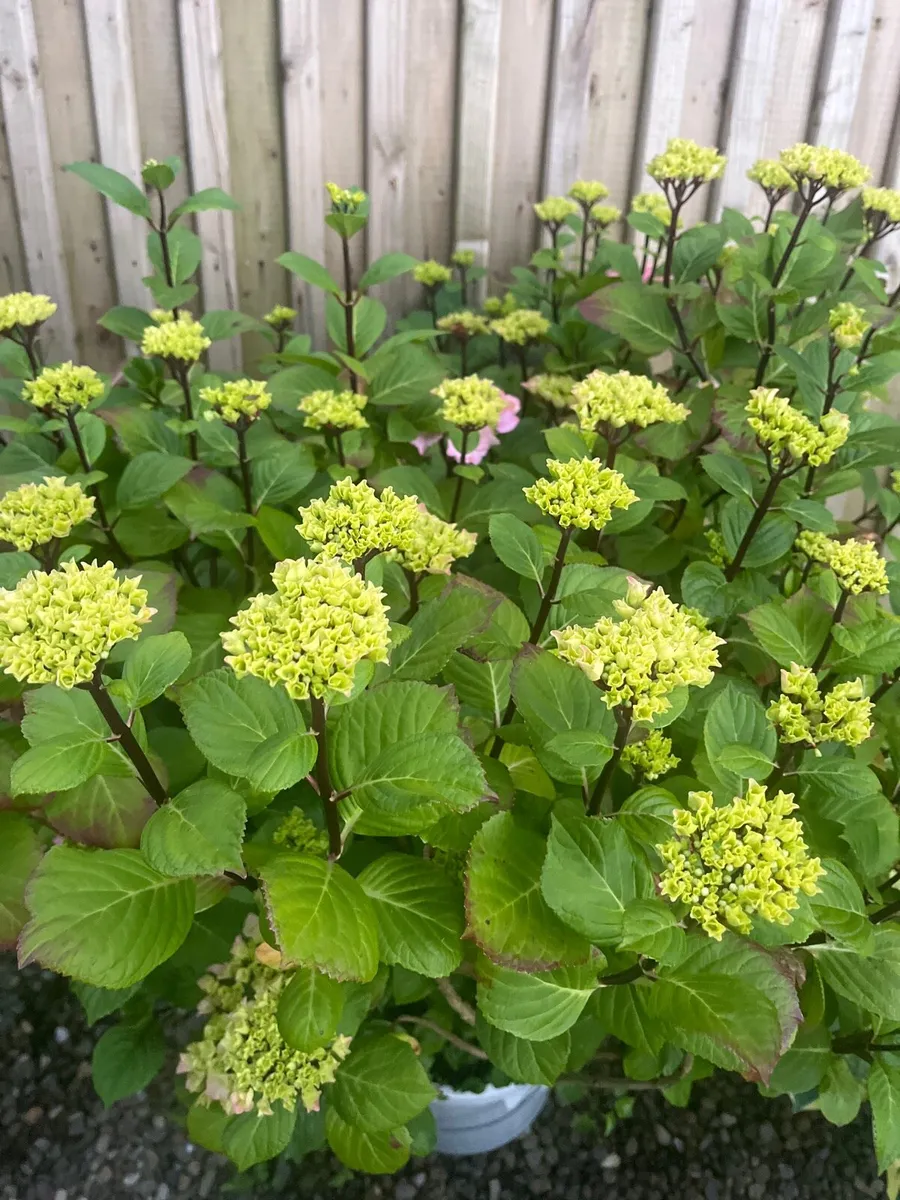 Big pink colour Hydrangea plant - Image 4