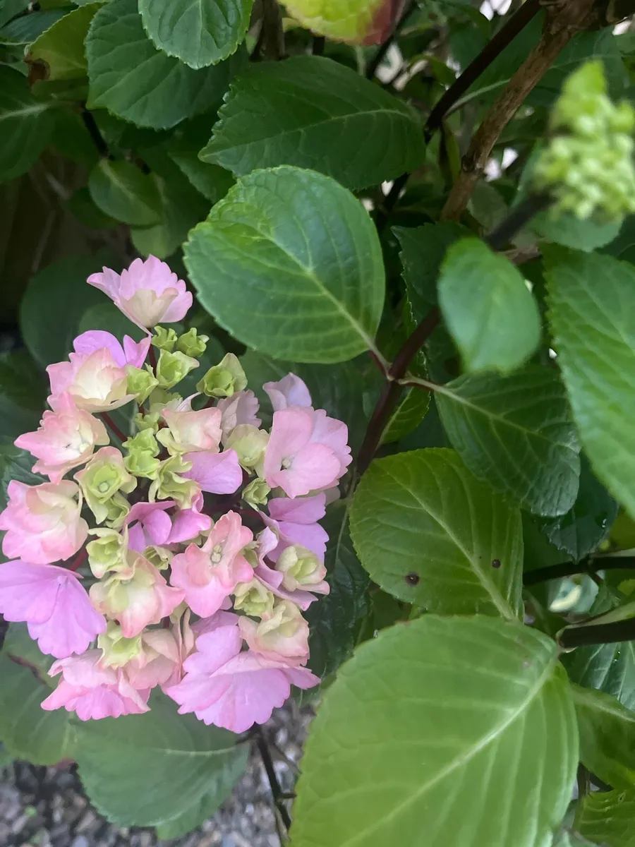Big pink colour Hydrangea plant - Image 1
