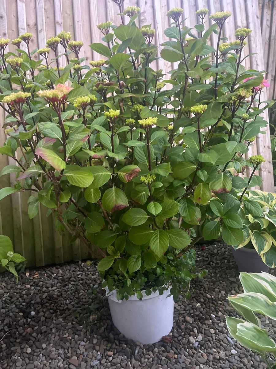 Big pink colour Hydrangea plant - Image 2