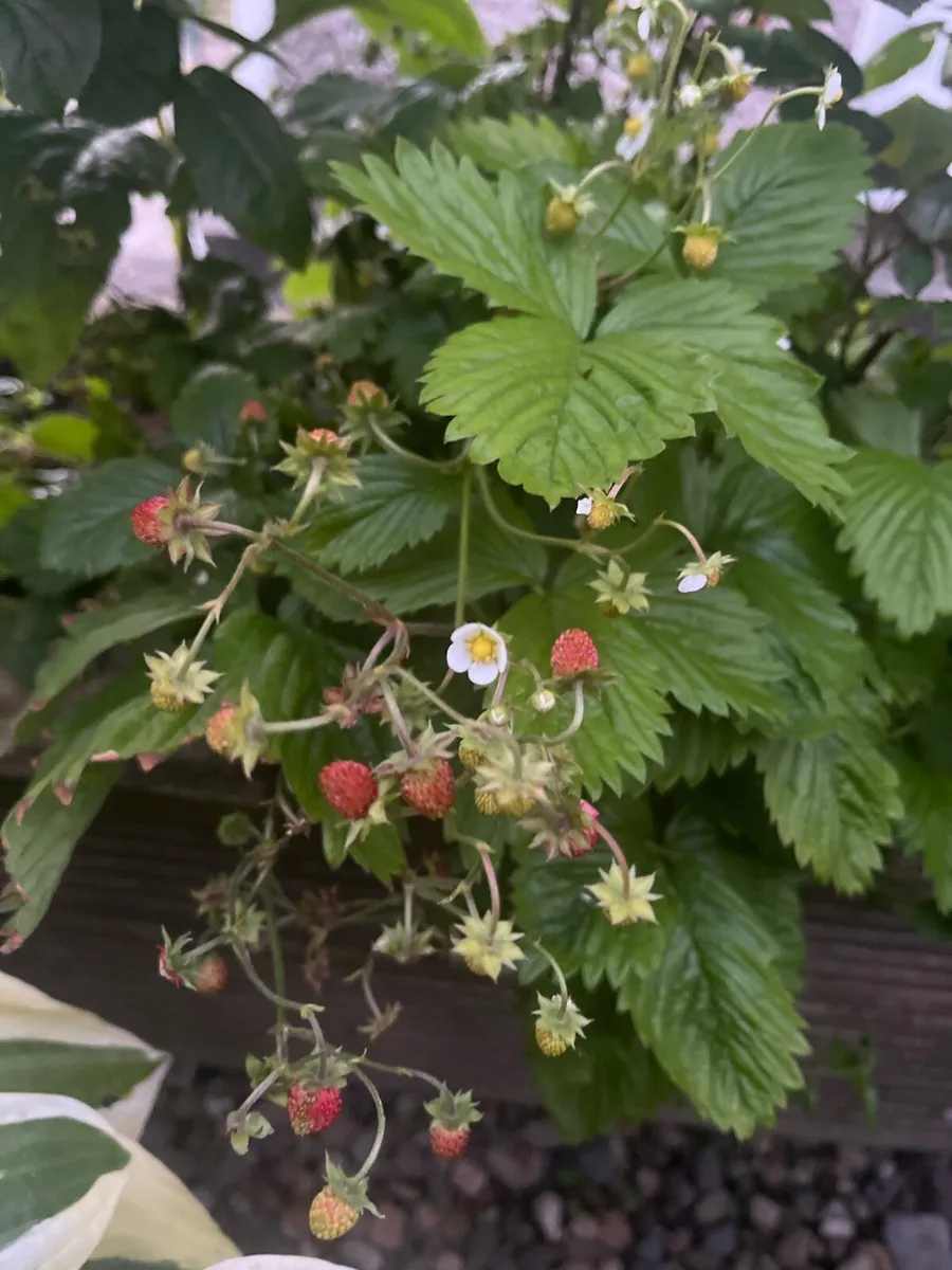Switzerland strawberry bush - Image 3
