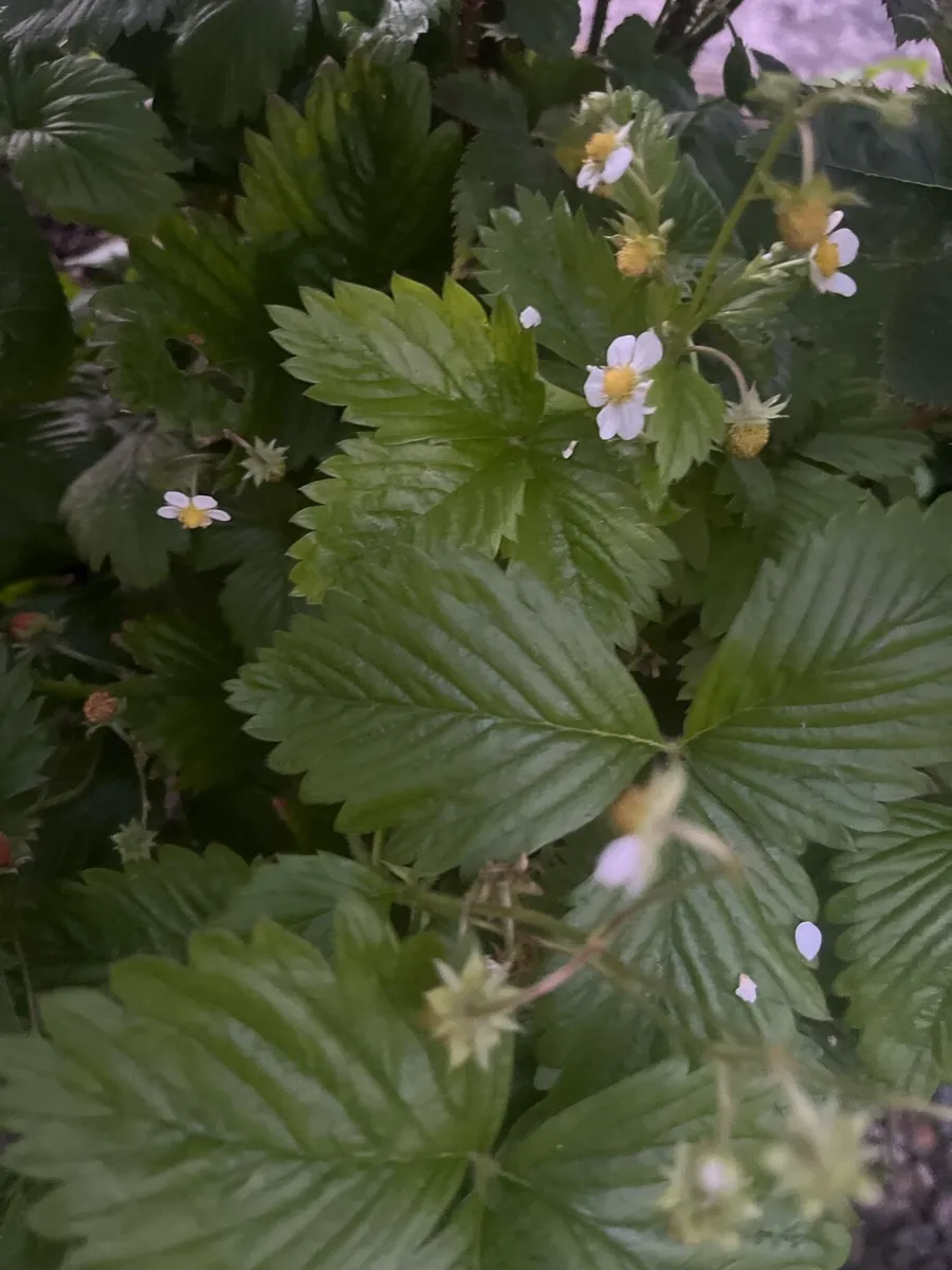 Switzerland strawberry bush - Image 4