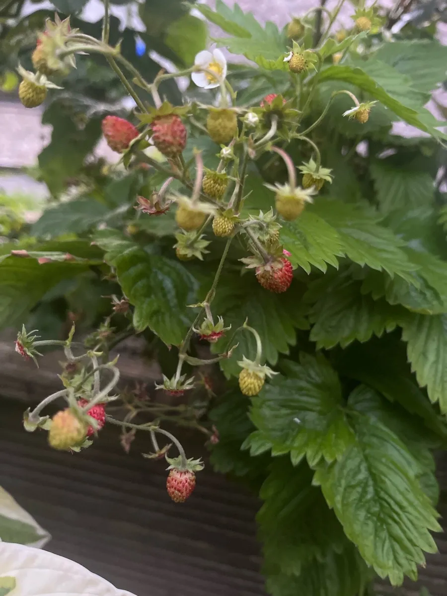 Switzerland strawberry bush - Image 2