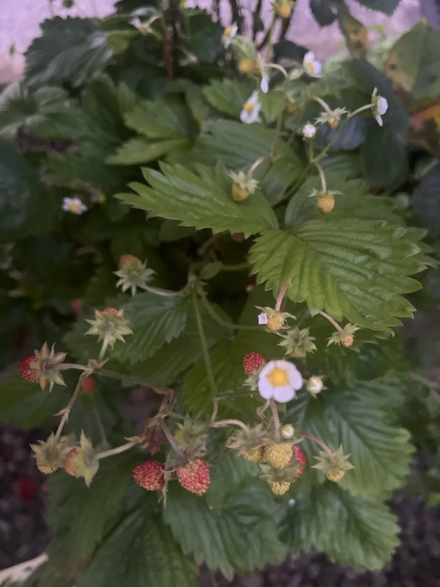 Switzerland strawberry bush - Image 1