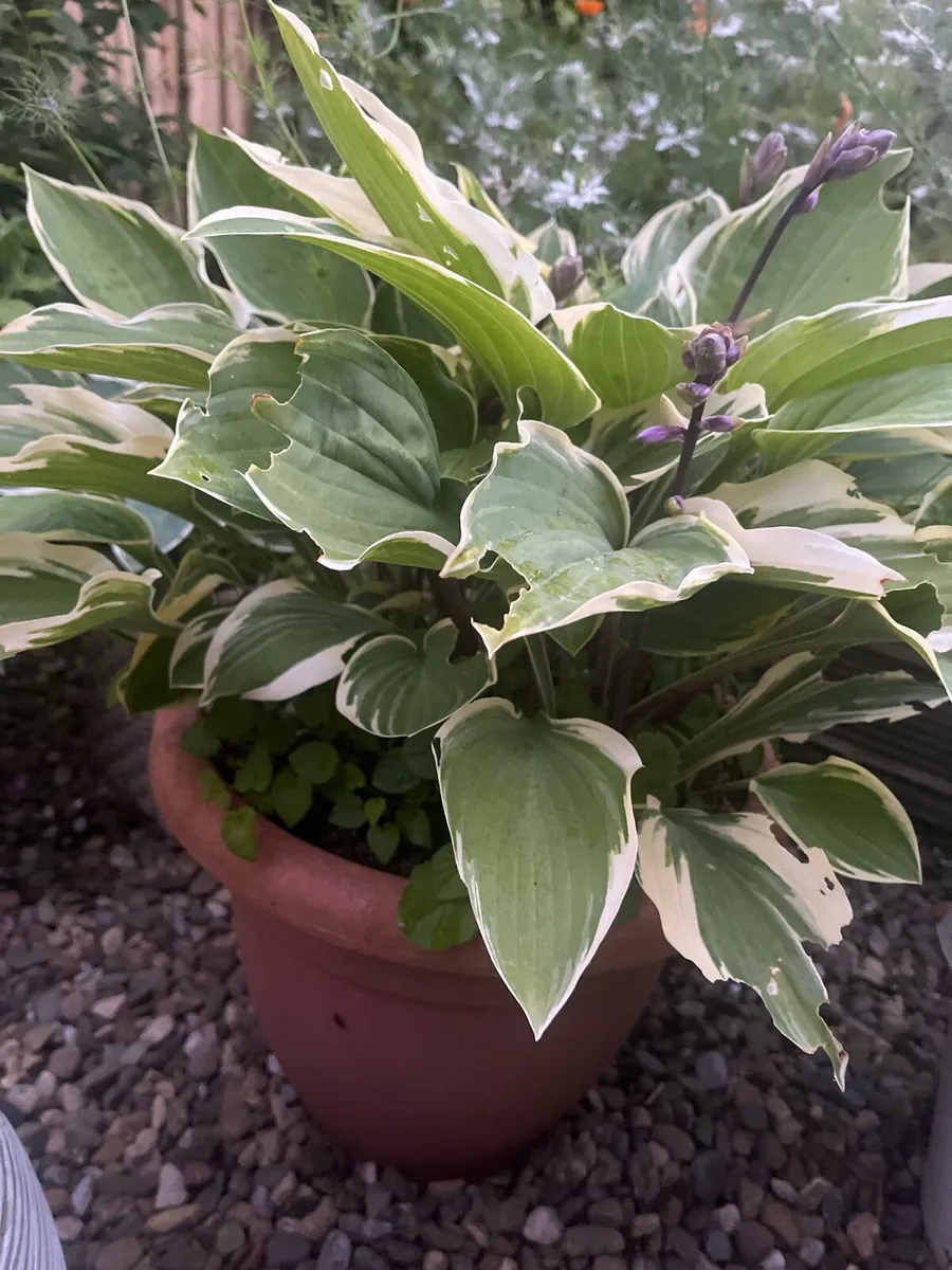 Costa plants in a big pot - Image 2