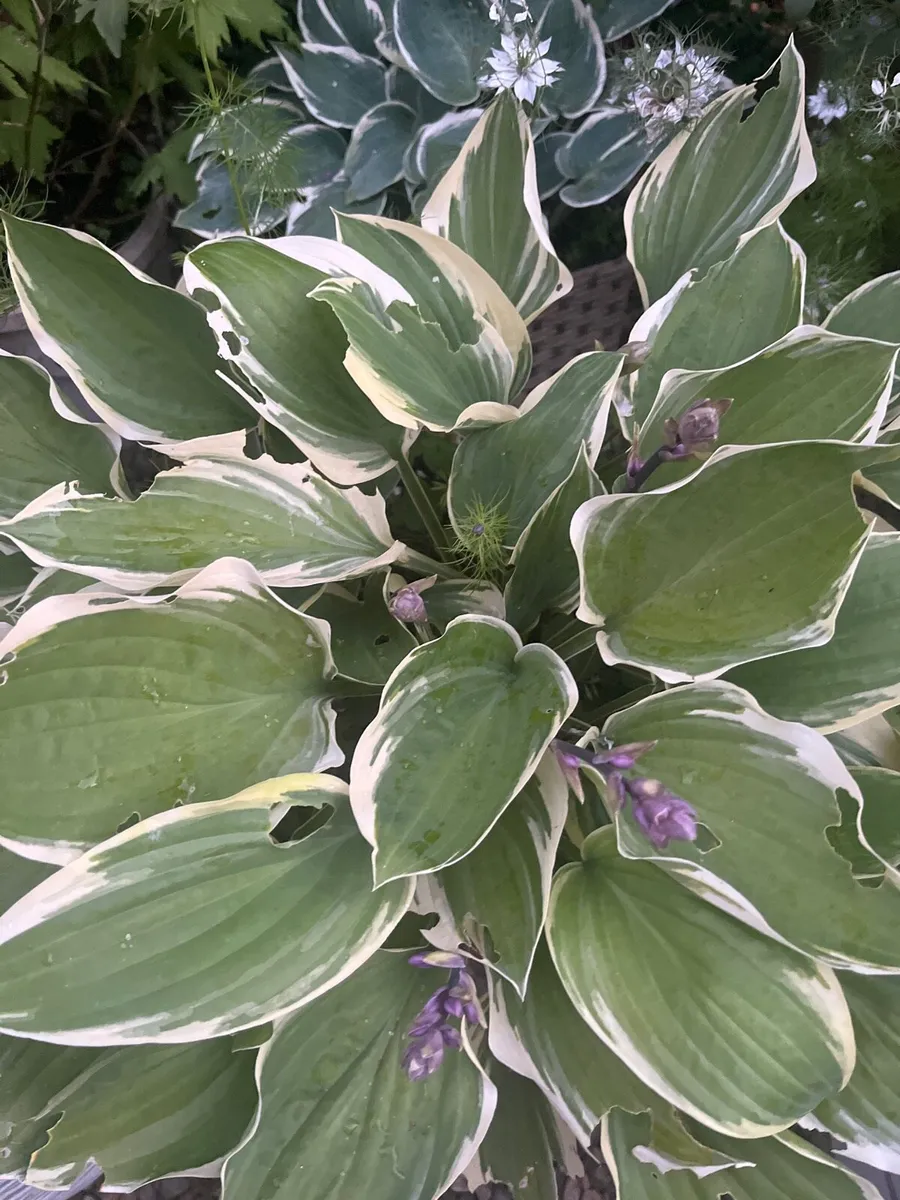 Costa plants in a big pot - Image 3