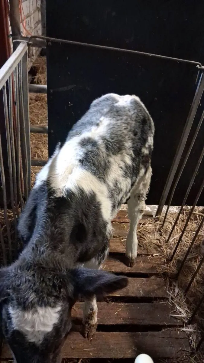 BB calves - Image 1