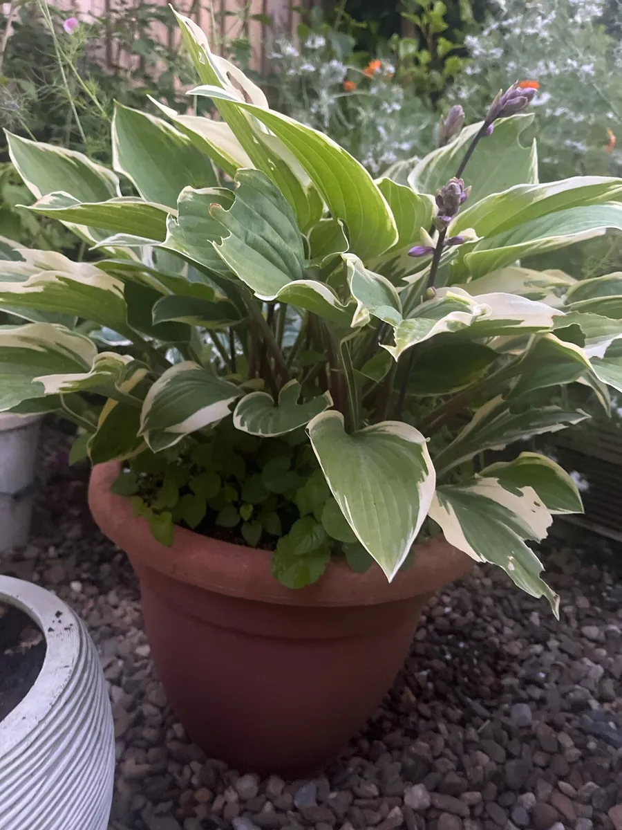 Costa plants in a big pot - Image 1