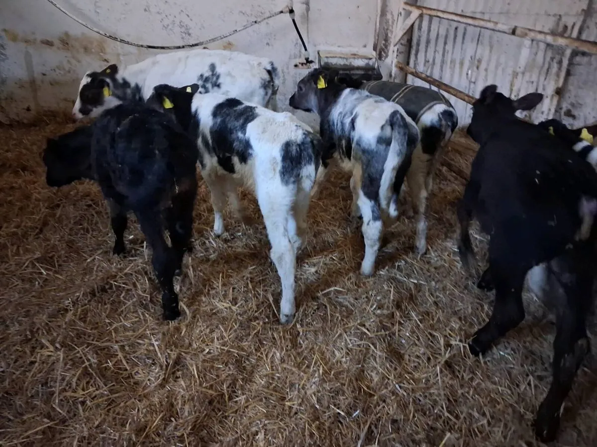 BB calves - Image 2