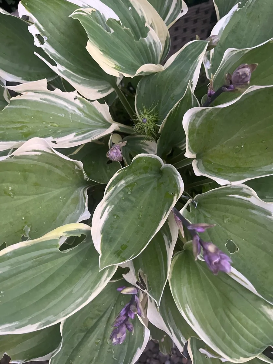 Costa plants in a big pot - Image 4
