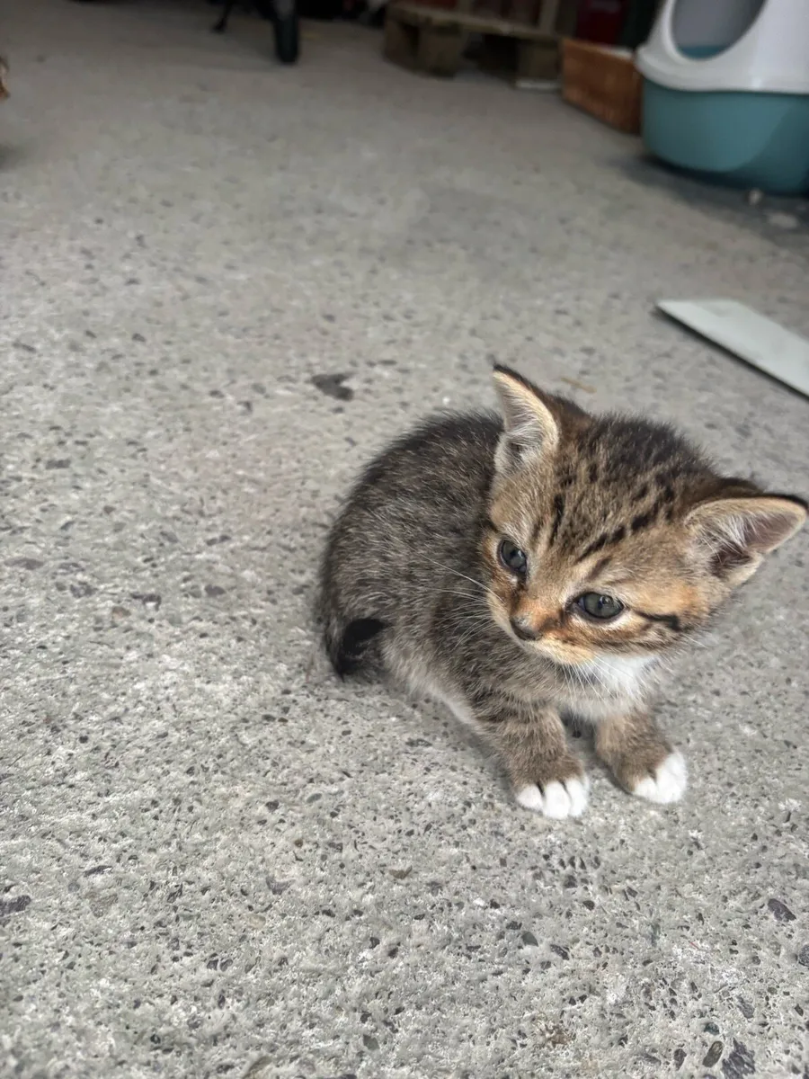 British shorthair cross kittens - Image 3