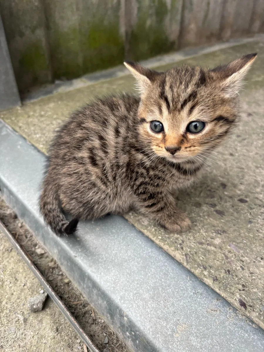 British shorthair cross kittens - Image 1