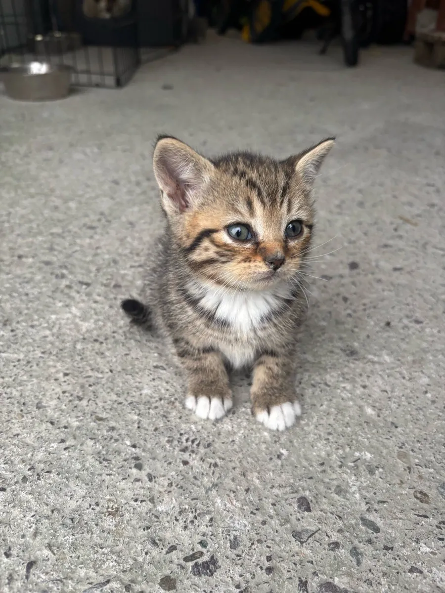 British shorthair cross kittens - Image 2
