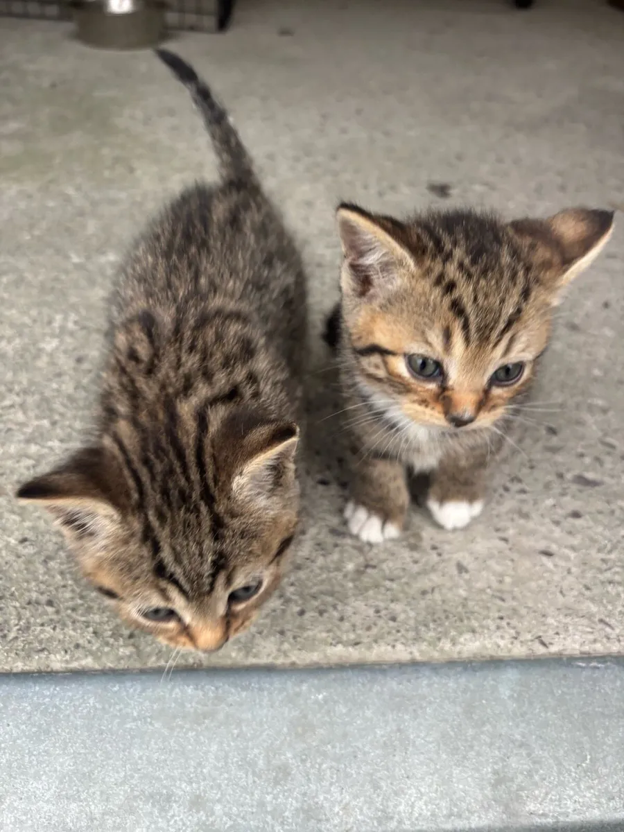 British shorthair cross kittens - Image 4