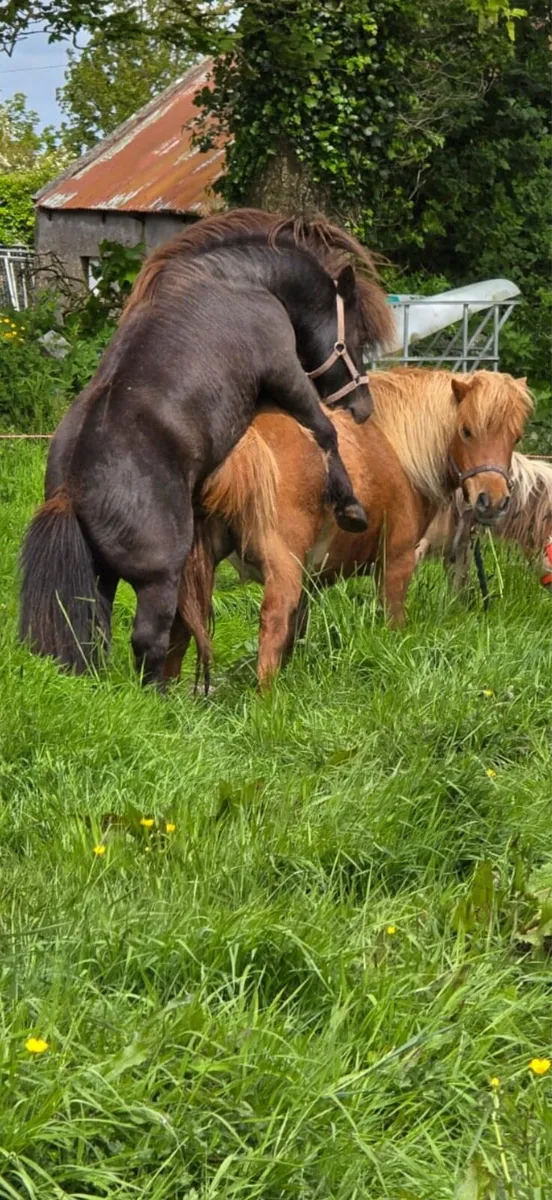Shetland pony - Image 2