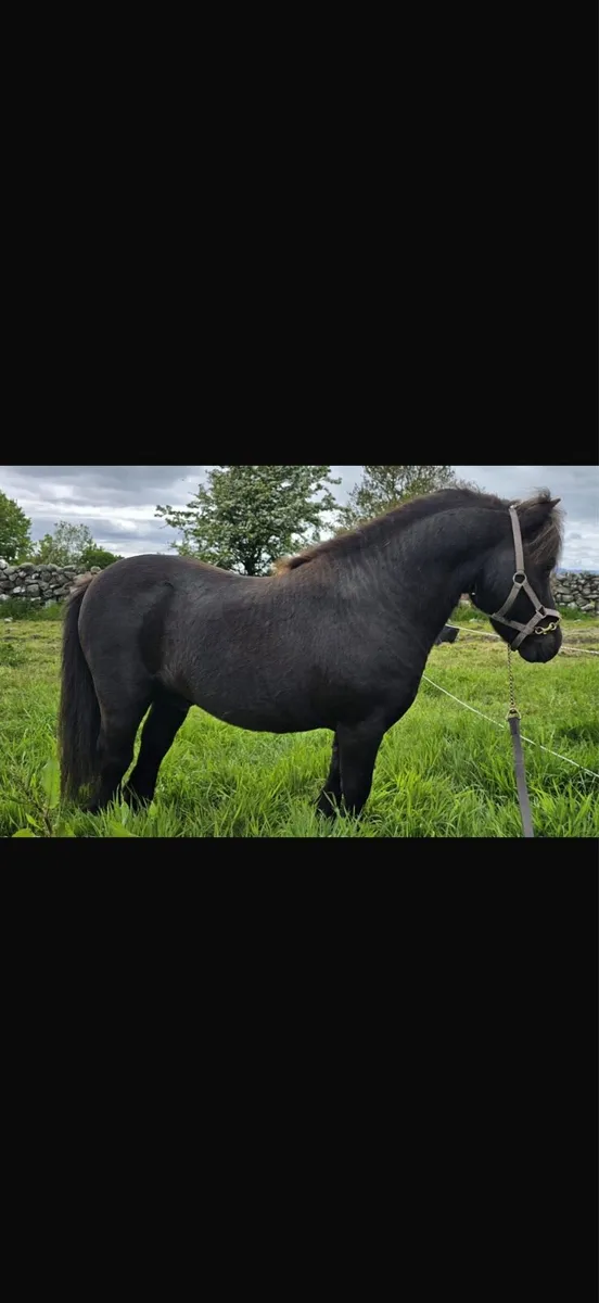 Shetland pony - Image 3
