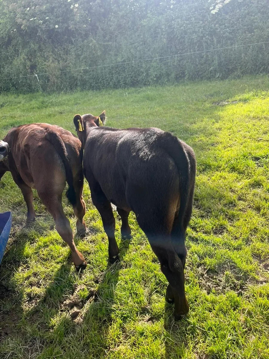 50 Quality reared calves - Image 1